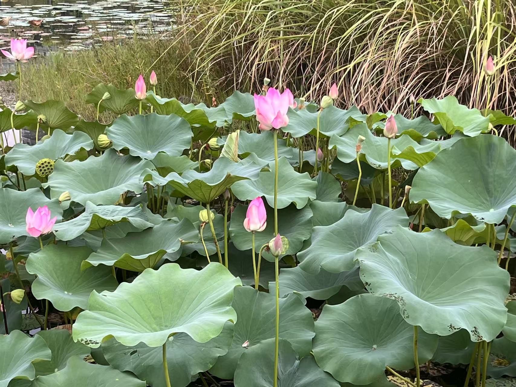 大模型工具网站LOGO